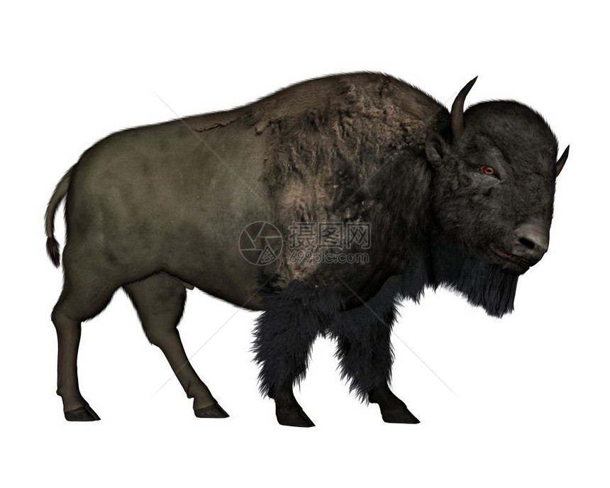 水牛Bison在白色背景中孤立行走3D使Bison步行3D牛农场图片