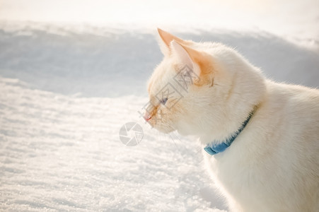 寒冬雪中的白猫图片