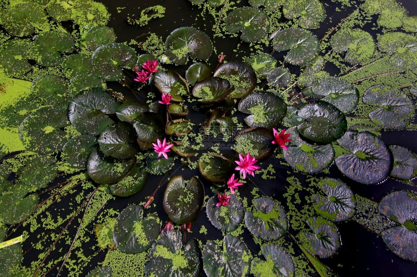 生长新鲜的池塘中美丽红莲花叶子图片