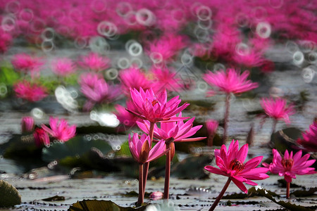 在池塘中盛开的红莲花园叶子图片