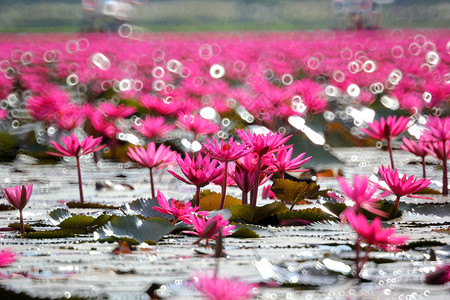 花的在池塘中盛开红莲花夏天自然图片