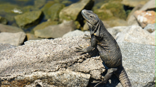 种中央Iguana坐在太阳下的岩石上鬣蜥图片