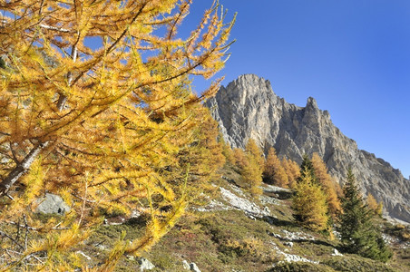 连绵的山峰和秋树图片