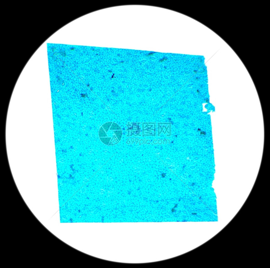 显微镜下的ViciaDicot叶WM40x实验室一种显微照片图片