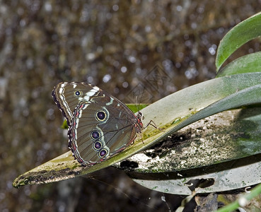 毛茸美丽的蝴蝶在荷兰戈斯的蝴蝶花园节肢动物昆虫图片
