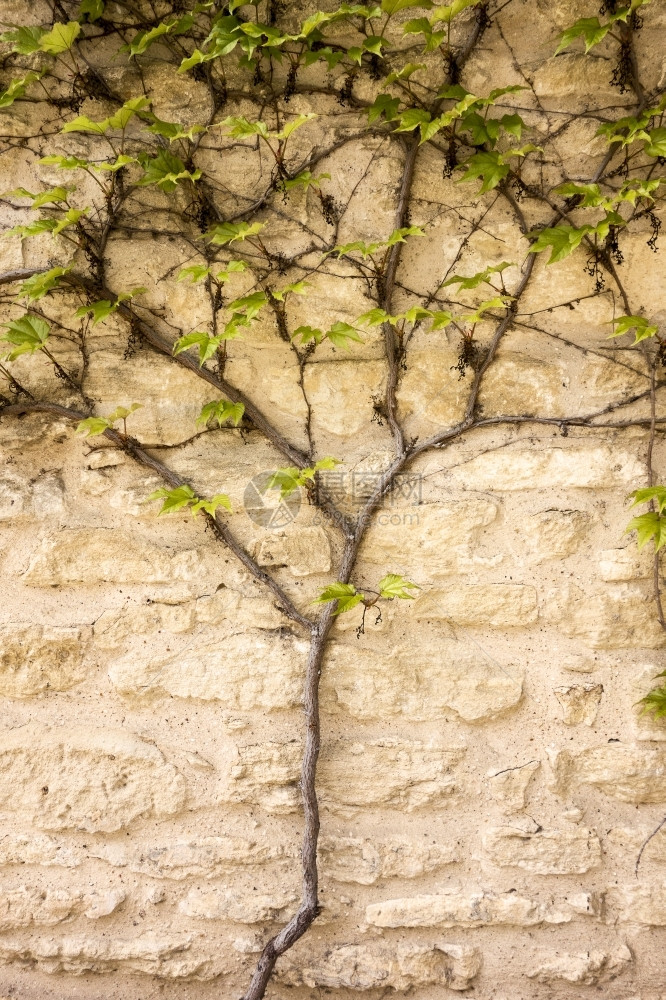 单身的颜色葡萄藤在石墙上生长的一棵松树当它升到更高的时候就会在石墙上长出一根树枝图片