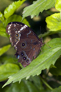 细节精美的夏天丽蝴蝶在荷兰戈斯的蝴蝶花园图片