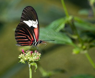 精美的夏天丽蝴蝶在荷兰戈斯的蝴蝶花园昆虫图片