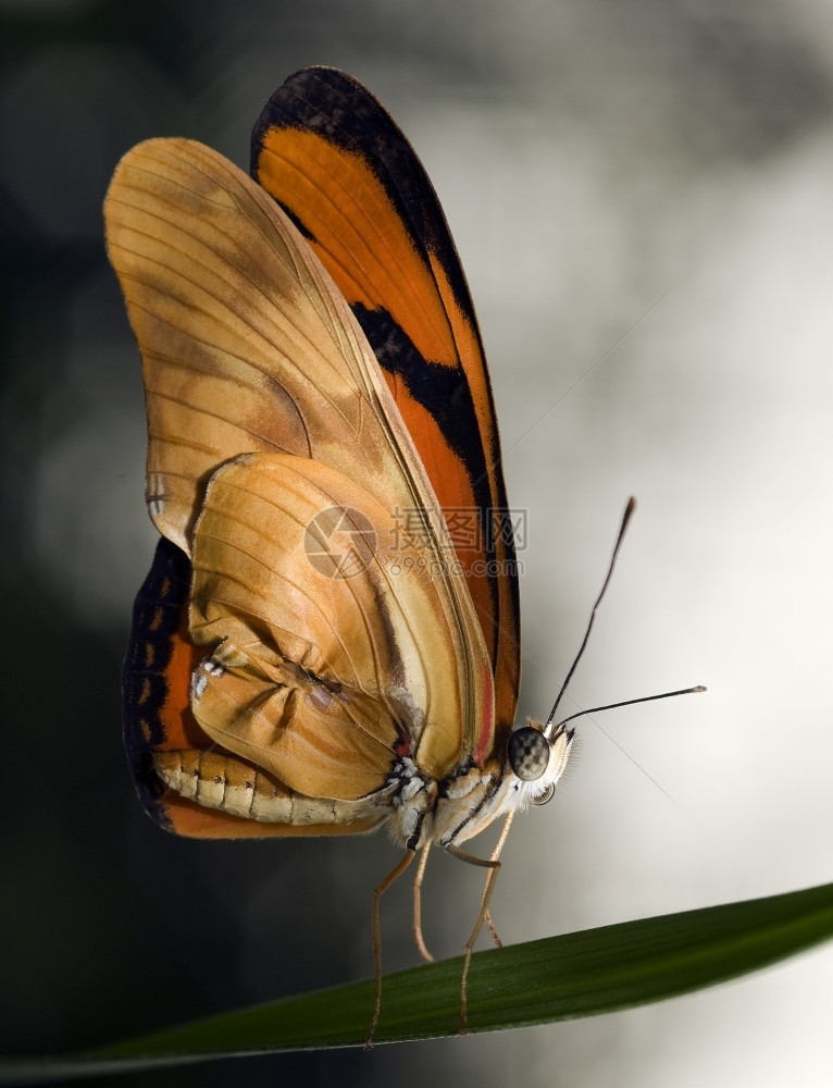 漂亮的美丽蝴蝶在荷兰戈斯的蝴蝶花园触角白色的图片