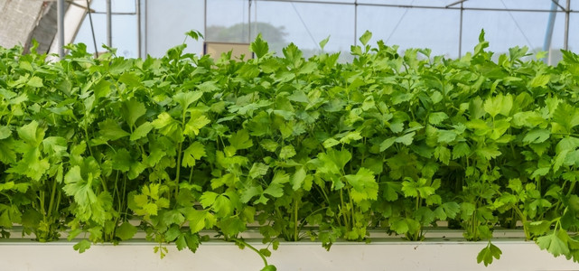 叶子鱼菜共生Leaf豆腐水栽培蔬菜种植园花图片