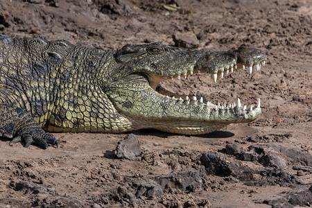 北方非洲博茨瓦纳北部乔贝河岸上的一个尼罗克科迪尔荒野牙齿图片