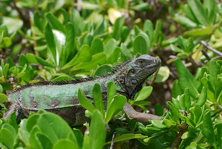 动物绿色美洲蜥蜴爬过灌木丛的顶端疱疹摄影图片