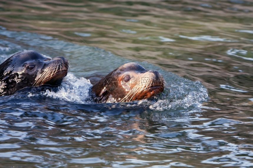 波浪荒野动物两条游泳的加利福尼亚海豹头部高于水面图片