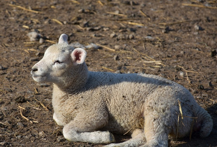 白色的在英格兰北约克郡阳光下休息的可爱小羊羔英国母图片