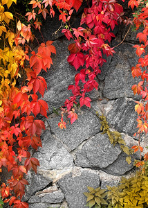 灰石墙壁背景上的红色攀爬植物秋灰的叶子黄图片