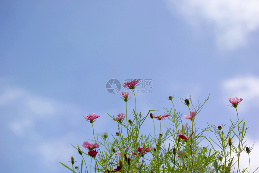 蓝天下美丽的花朵图片