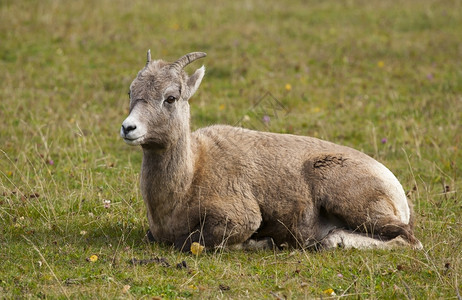碧玉Ewebighorn羊群在草丛中反响多岩石的牛科动物背景图片