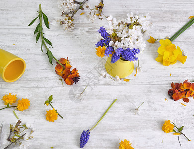 春天白色的花朵摘和分散在桌子上家里做花束的背景图片