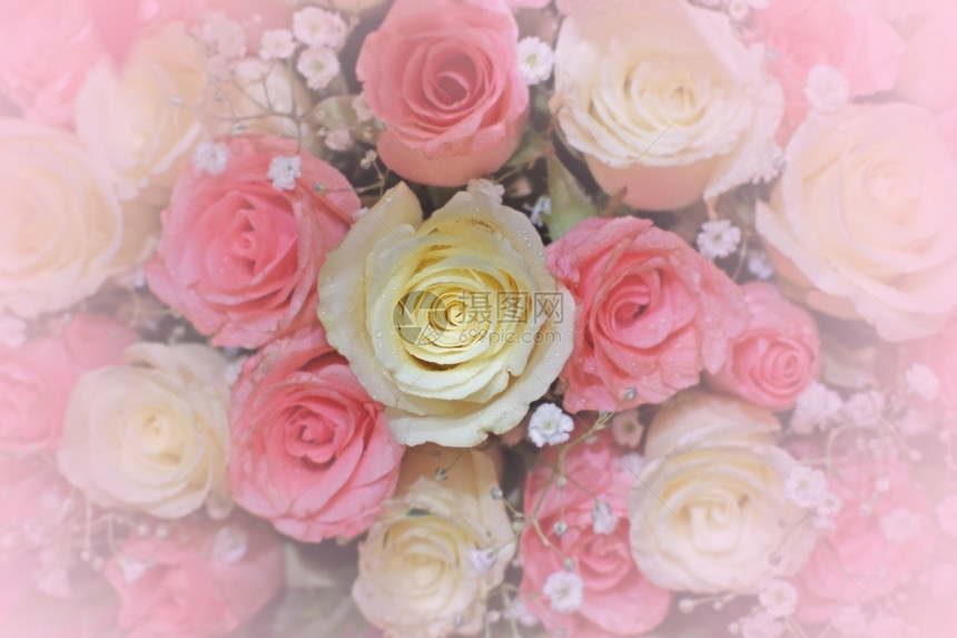 情人节的爱花粉红和白玫瑰新鲜的花束图片