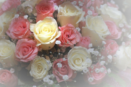 情人节的爱花粉红和白玫瑰心色的红图片