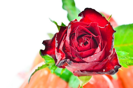 新鲜的温和美丽红玫瑰图片