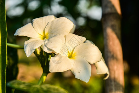 绿色素馨花泰国弗朗吉帕尼花朵图片