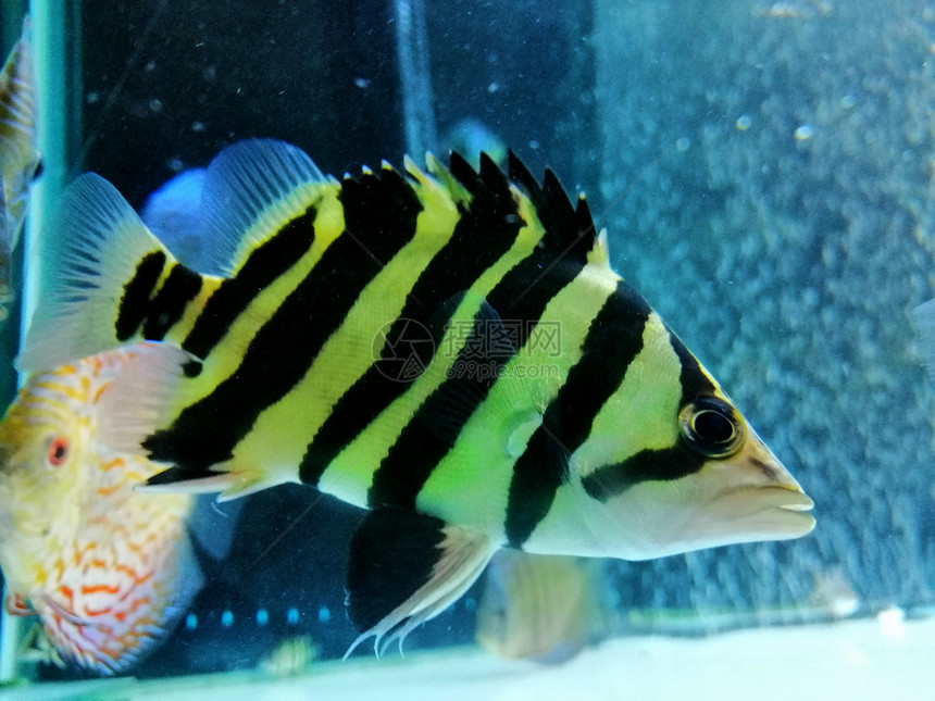 美丽的黄色水族馆里虎鱼图片