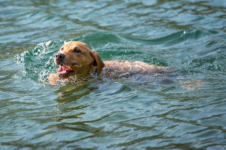 寻回犬玩格里夫斯拉布多猎犬在水中动物高清图片