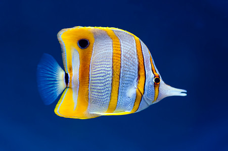 黄色条纹鱼水下蓝色的高清图片