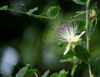 开阔花朵露出白紫和小绿莓香料药用白色的图片