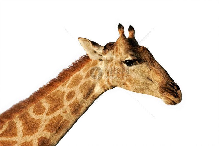 脖子长颈鹿Giraffacamelopardalis的孤立肖像荒野白色的图片