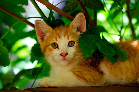 直间弹窗树叶间可爱的猫咪背景