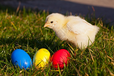 蓬松的晴天春阳光明媚时户外有多彩的复活节鸡蛋小图片