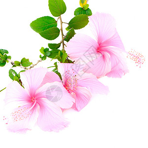 美丽粉色的花朵多彩粉色白背景的Hibiscus被孤立图片