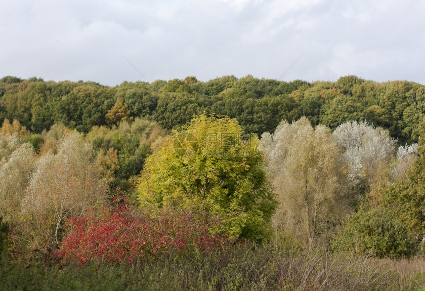 秋天英格兰科切斯特高木市秋色英国科尔切斯特公园树叶图片