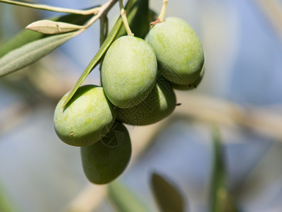 健康户外果实丰富多彩的橄榄树食物图片