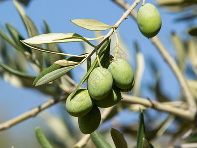 食物天树林果实丰富多彩的橄榄树图片