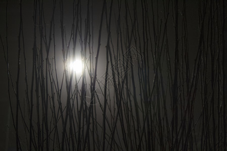 森林可怕的幻想有树枝和灯光的黑暗幽背景图片