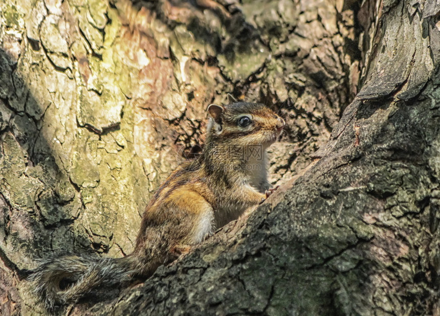 东西伯利亚或普通花栗鼠松eutamiassibiricus站立在树干上常见的一种图片