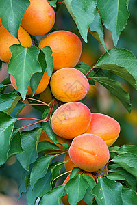 树枝上的杏图片