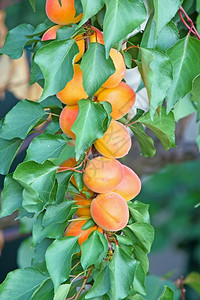 树枝上的杏图片