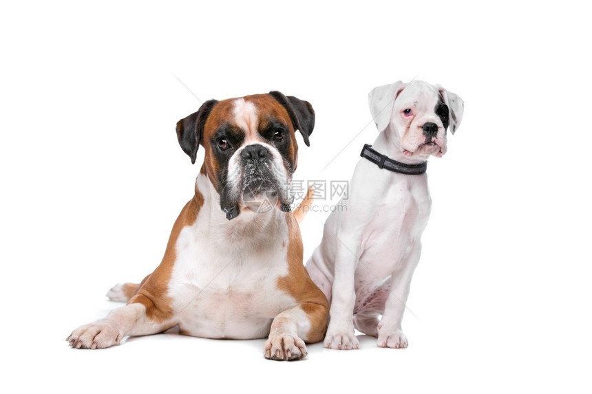 品种棕色的拳击狗和一只小狗棕色的拳打和白背景面前的拳打小狗纯种正面图片