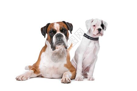 品种棕色的拳击狗和一只小狗棕色的拳打和白背景面前的拳打小狗纯种正面图片