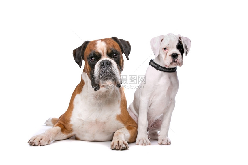 工作室正面棕色的拳击狗和一只小狗棕色的拳打和白背景面前的拳打小狗犬类图片