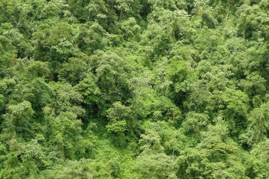 丰富的绿亚马孙热带雨林背景亚马逊森树图片