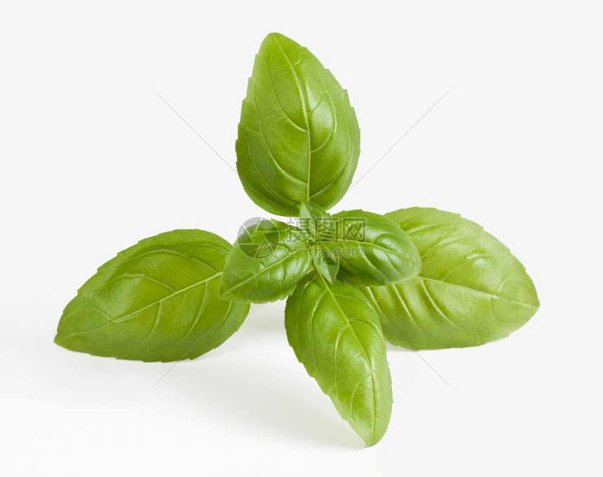 香料植物美食关闭白色背景上新鲜的Basil螺旋图片