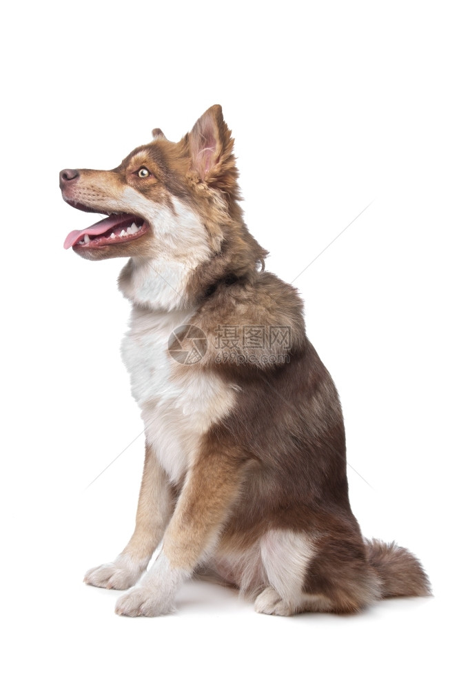 拉平科伊白色背景面前的芬兰拉普德语小狗纯种图片