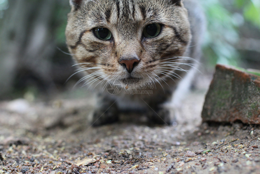 趴着休息可爱的猫咪图片