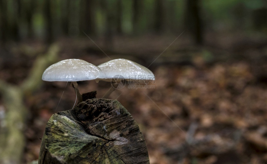长在树干下的蘑菇图片