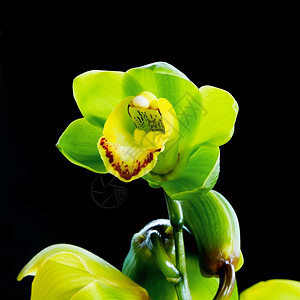 彩色绿兰花杂交在黑色背景上隔绝植物群浪漫的新鲜图片